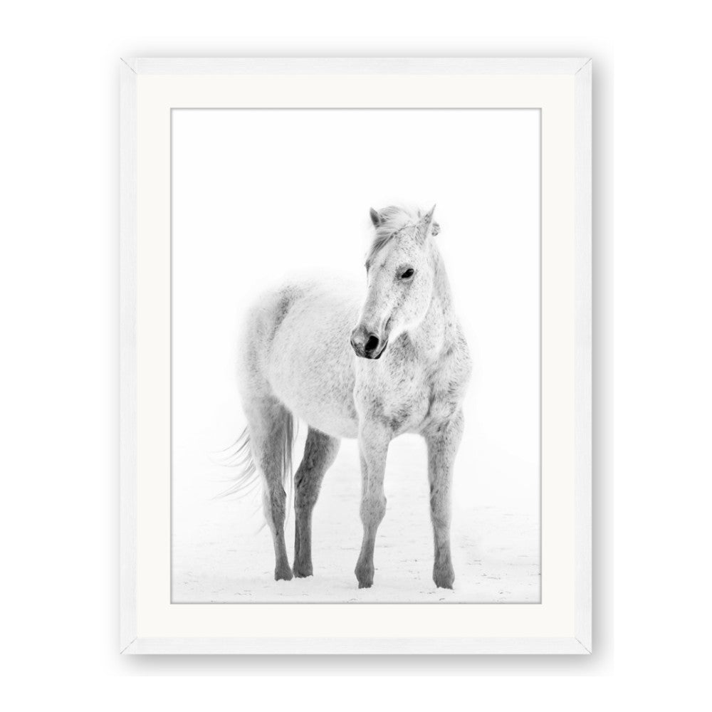 Solo White Horse
