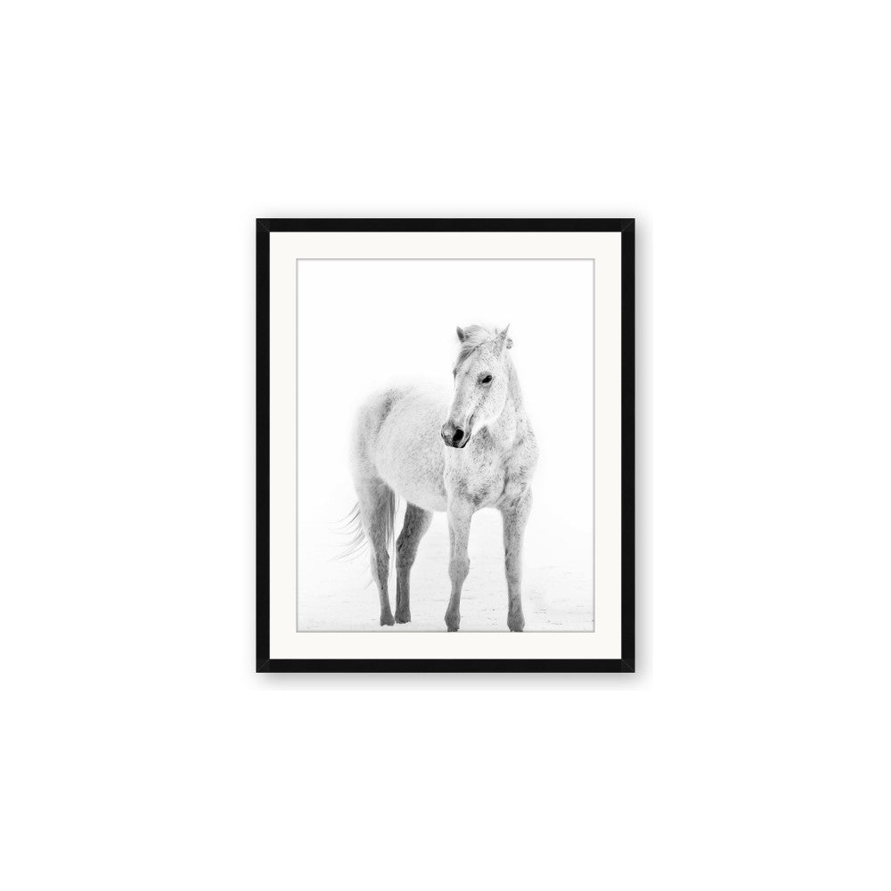 Solo White Horse