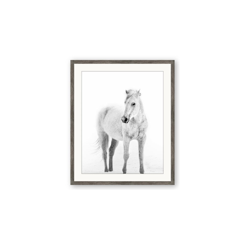 Solo White Horse