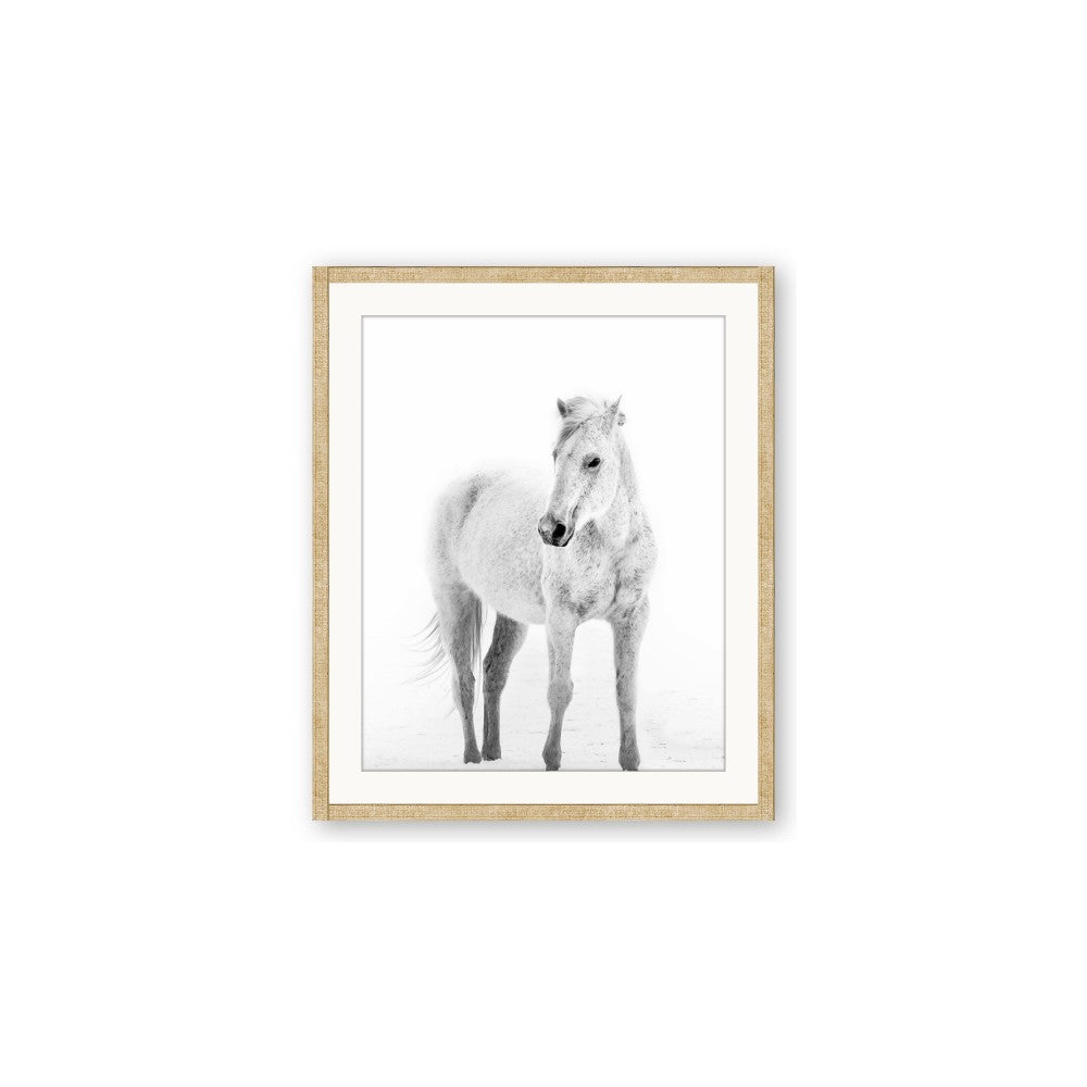 Solo White Horse