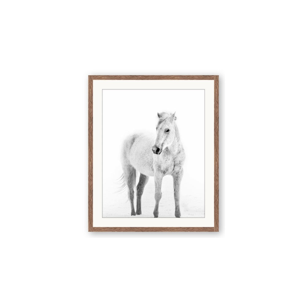 Solo White Horse