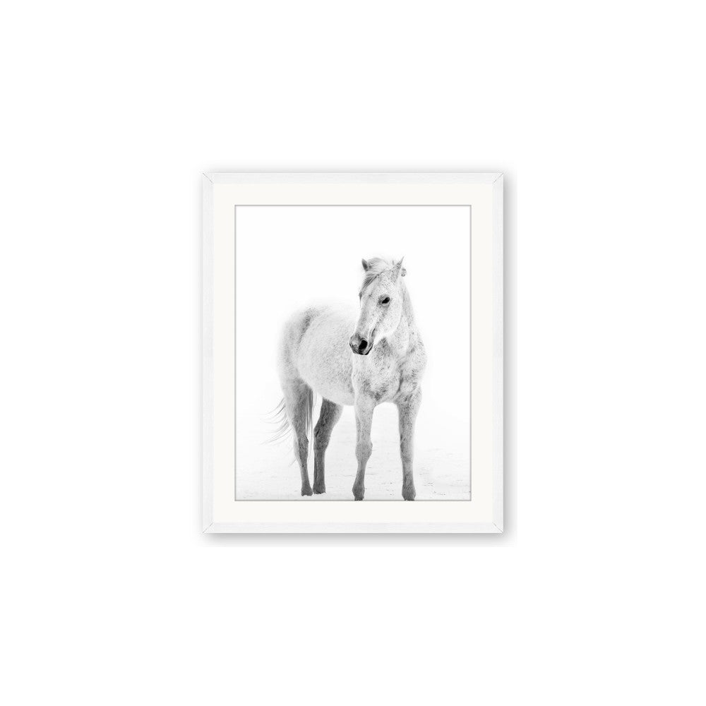 Solo White Horse