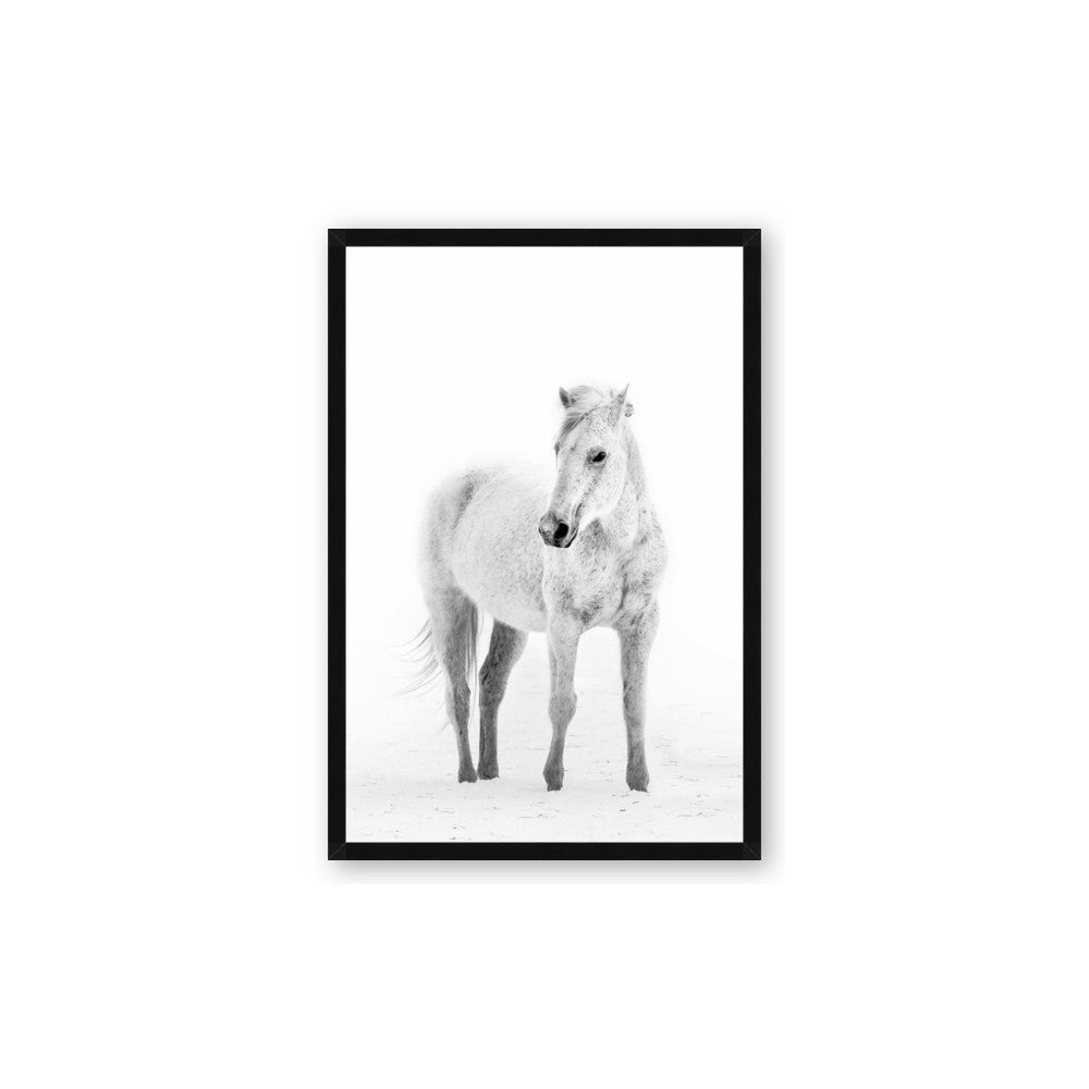 Solo White Horse