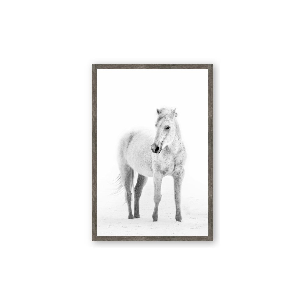 Solo White Horse