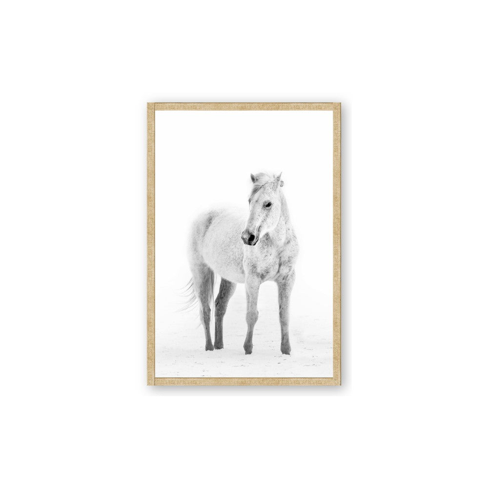 Solo White Horse