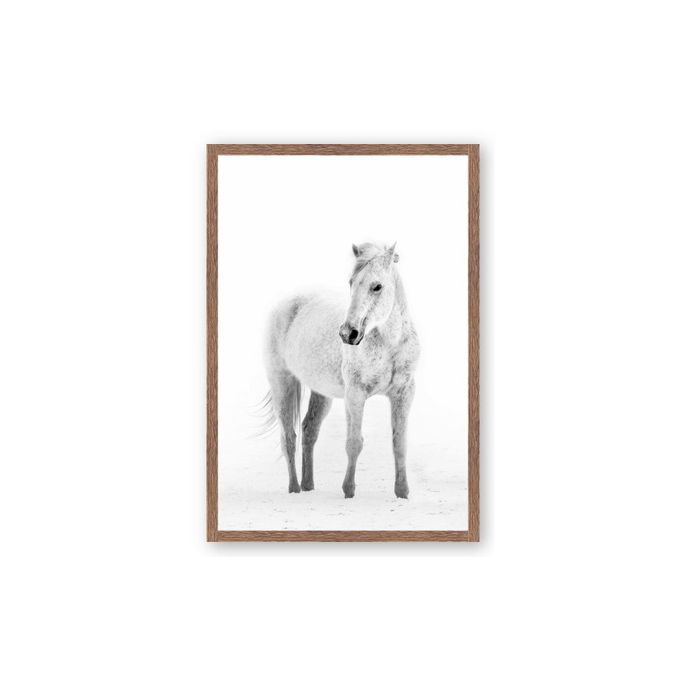 Solo White Horse