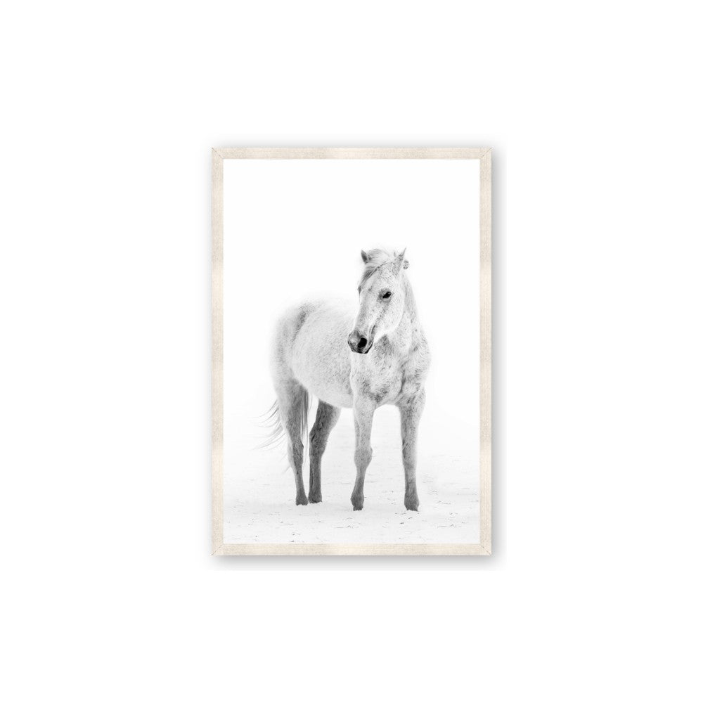 Solo White Horse