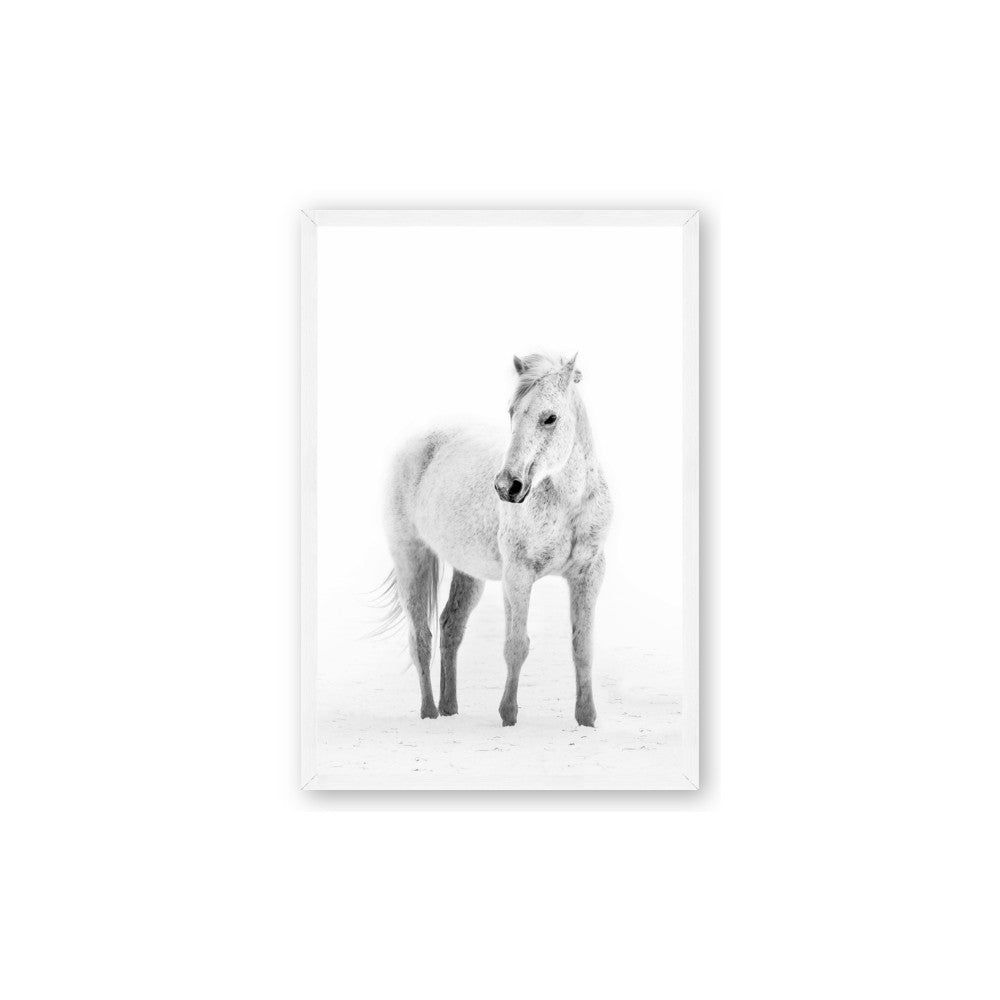 Solo White Horse