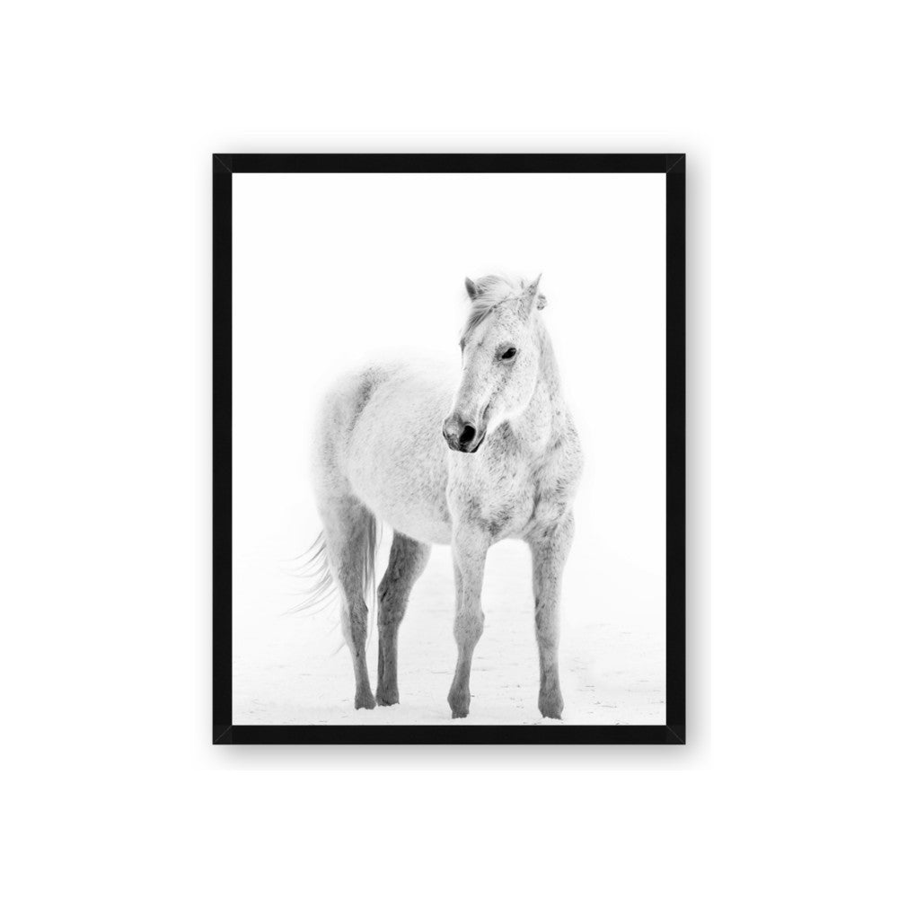Solo White Horse