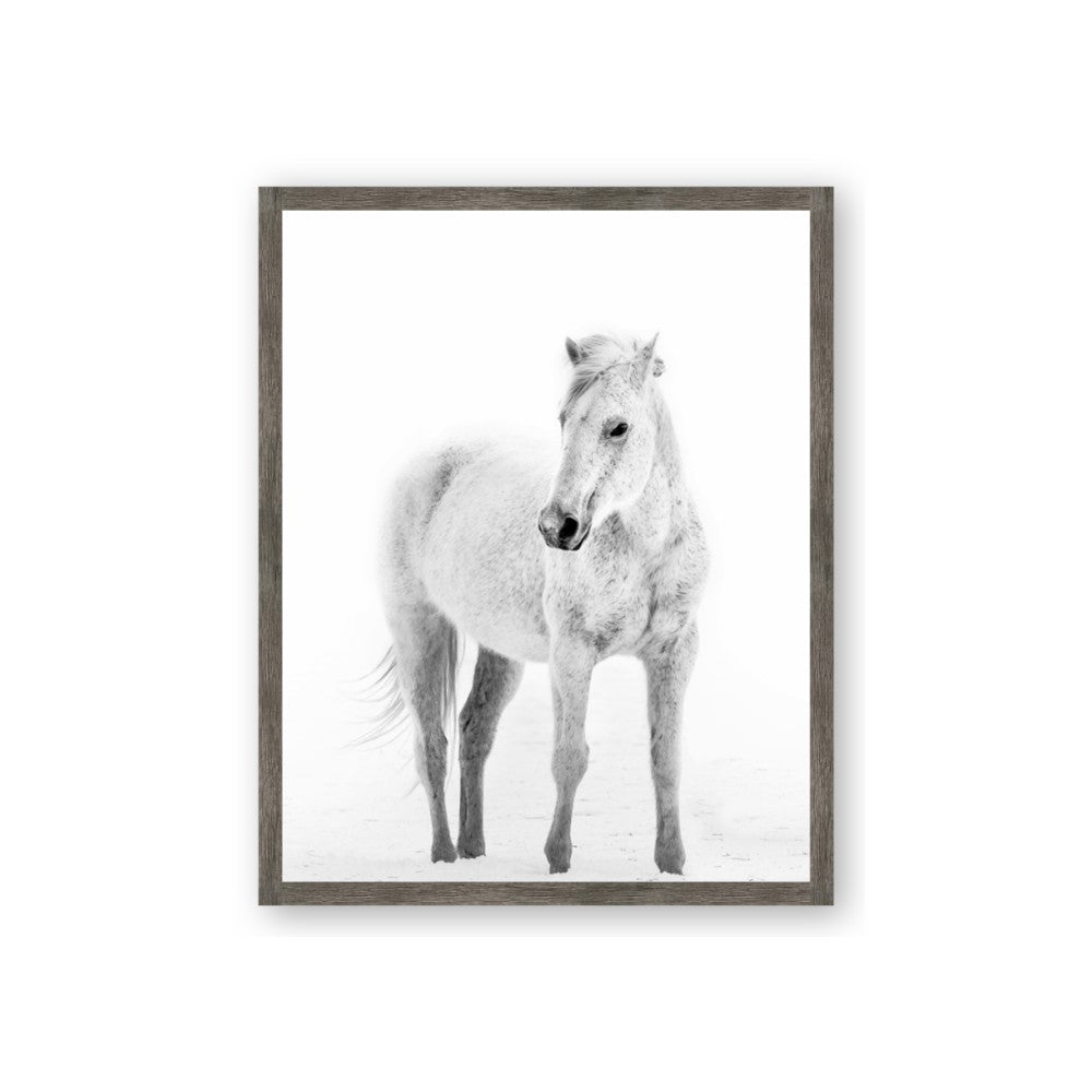 Solo White Horse