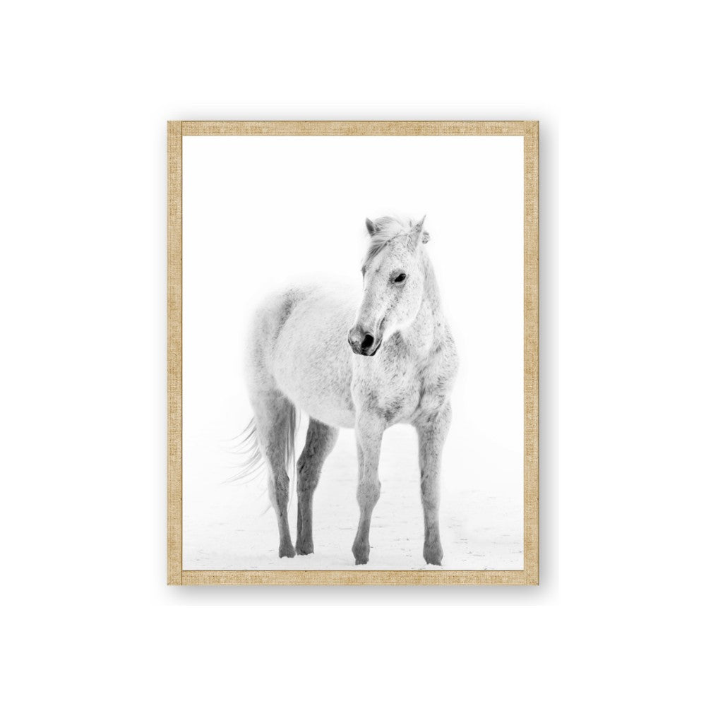 Solo White Horse