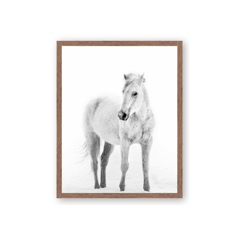 Solo White Horse