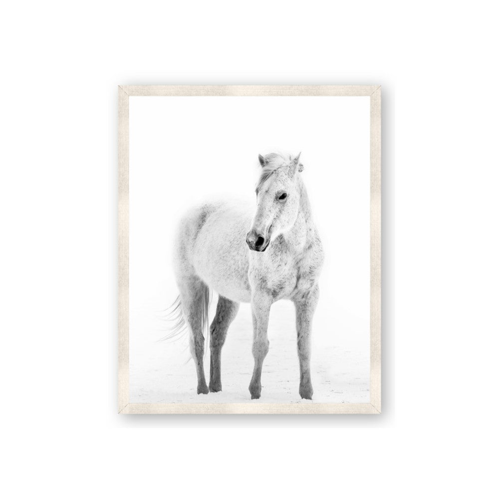 Solo White Horse