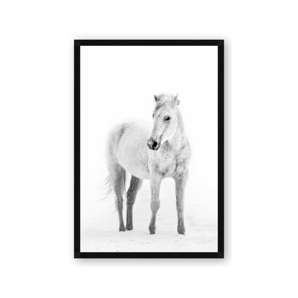 Solo White Horse