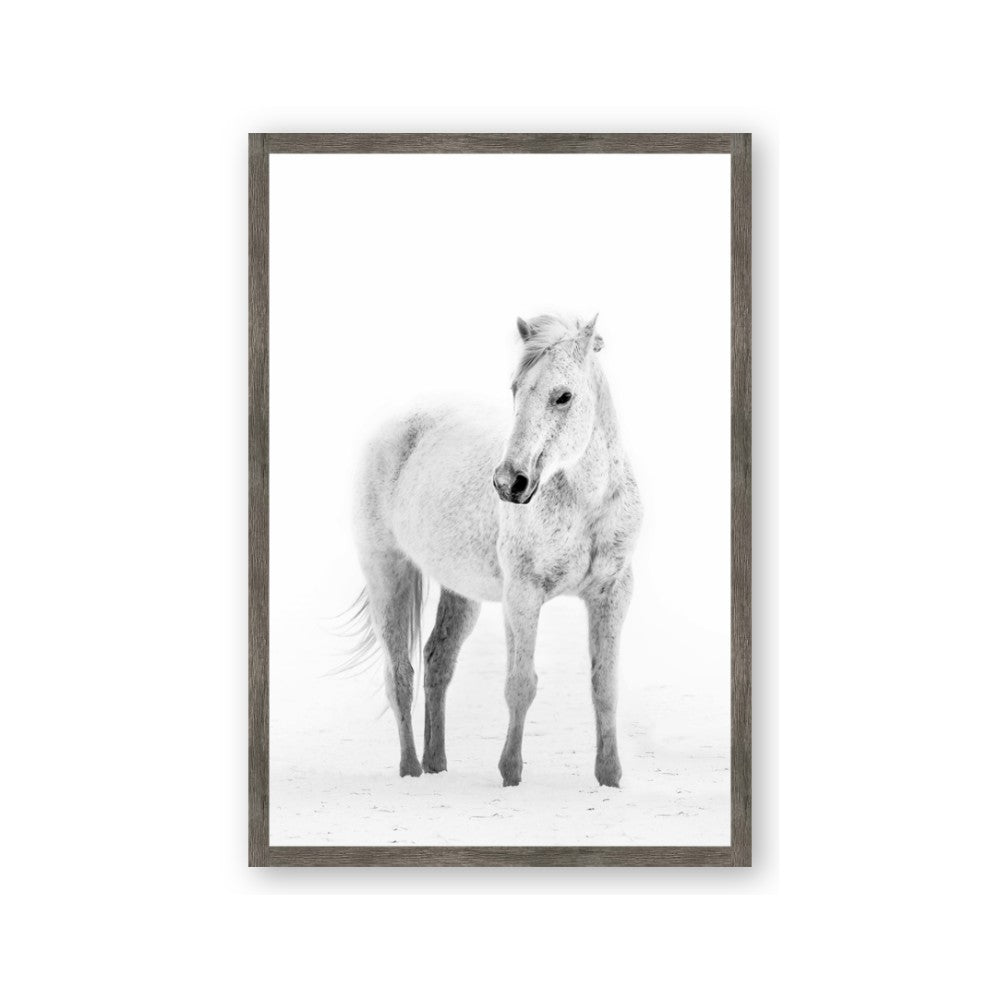 Solo White Horse