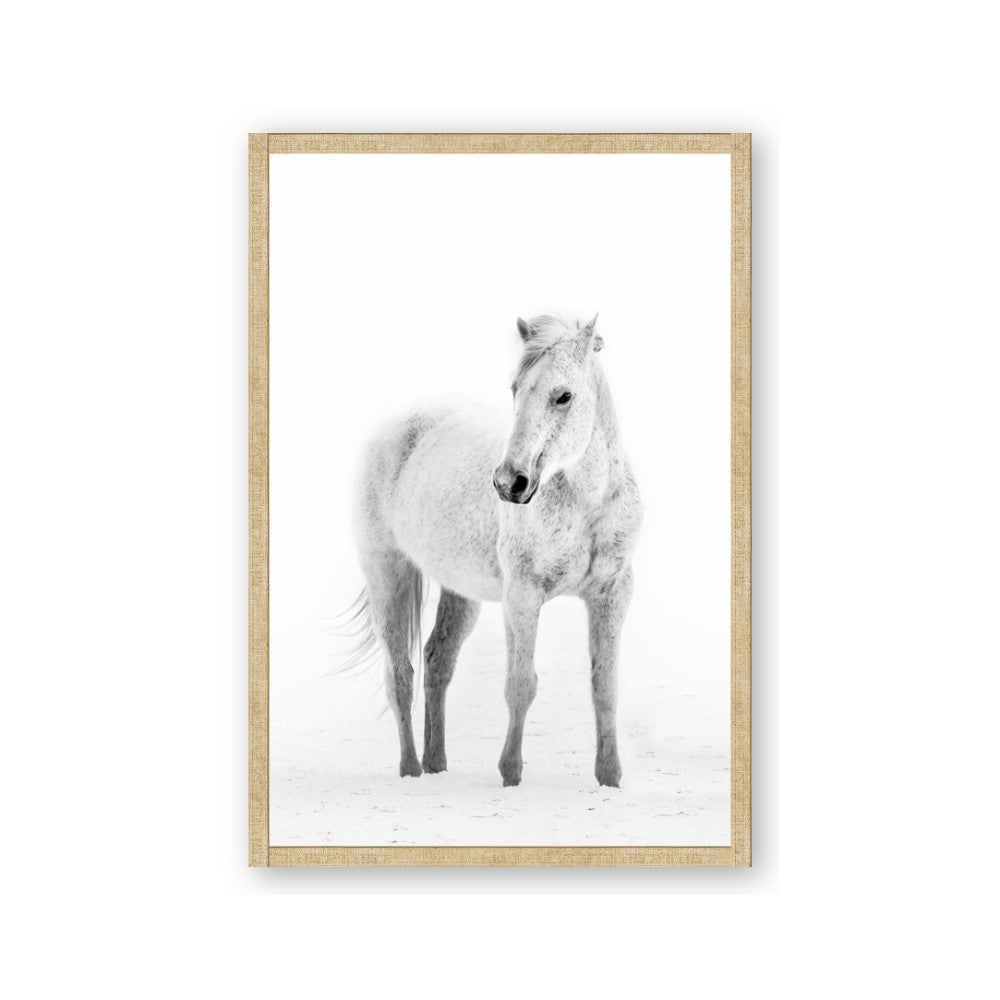 Solo White Horse
