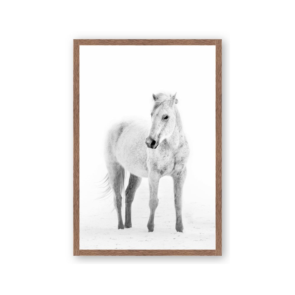 Solo White Horse