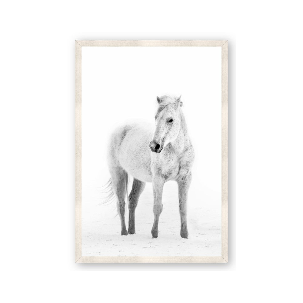 Solo White Horse