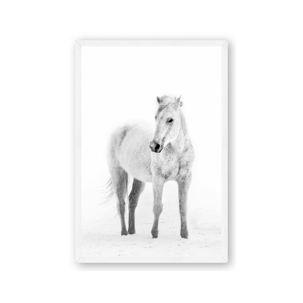 Solo White Horse