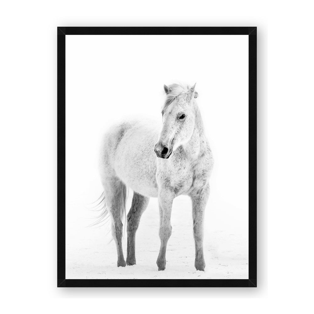 Solo White Horse