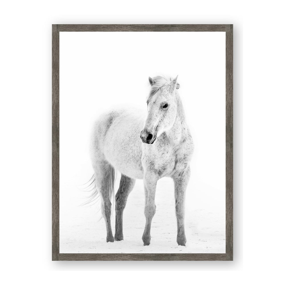 Solo White Horse