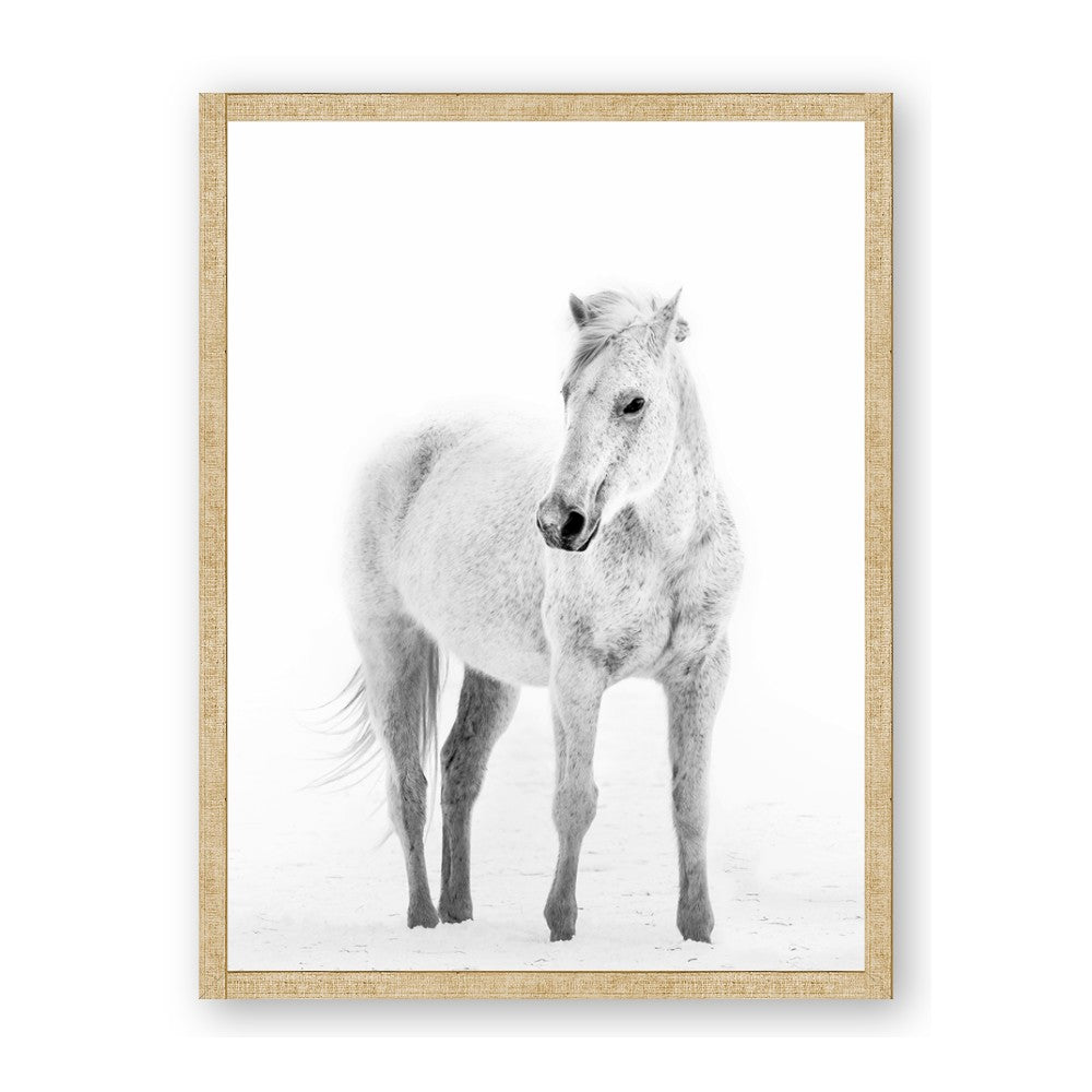 Solo White Horse