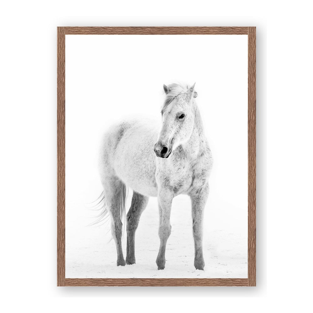 Solo White Horse