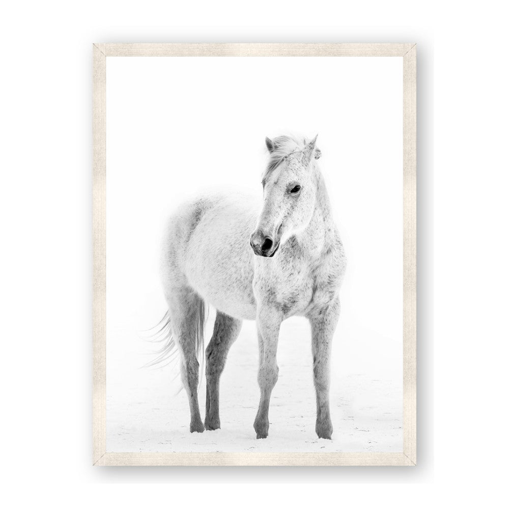 Solo White Horse