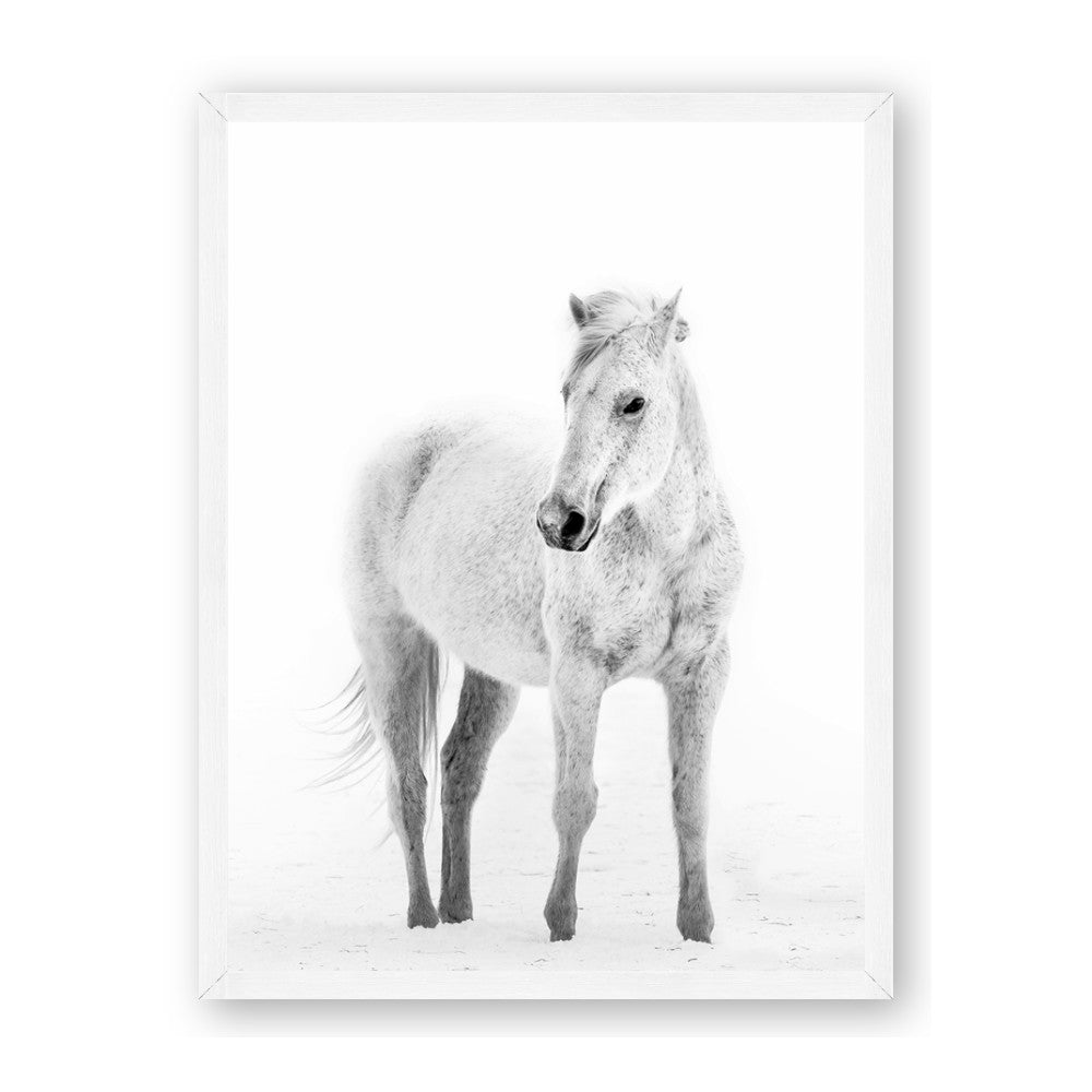Solo White Horse