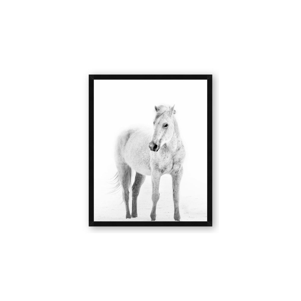 Solo White Horse