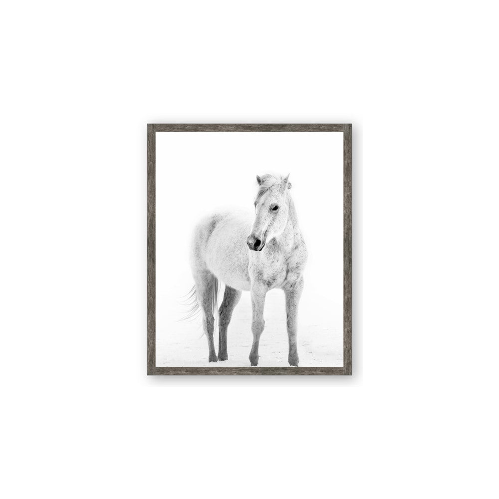 Solo White Horse