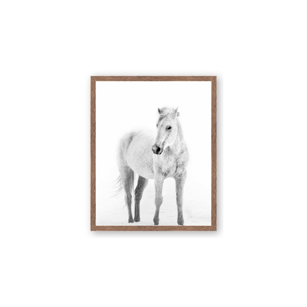 Solo White Horse