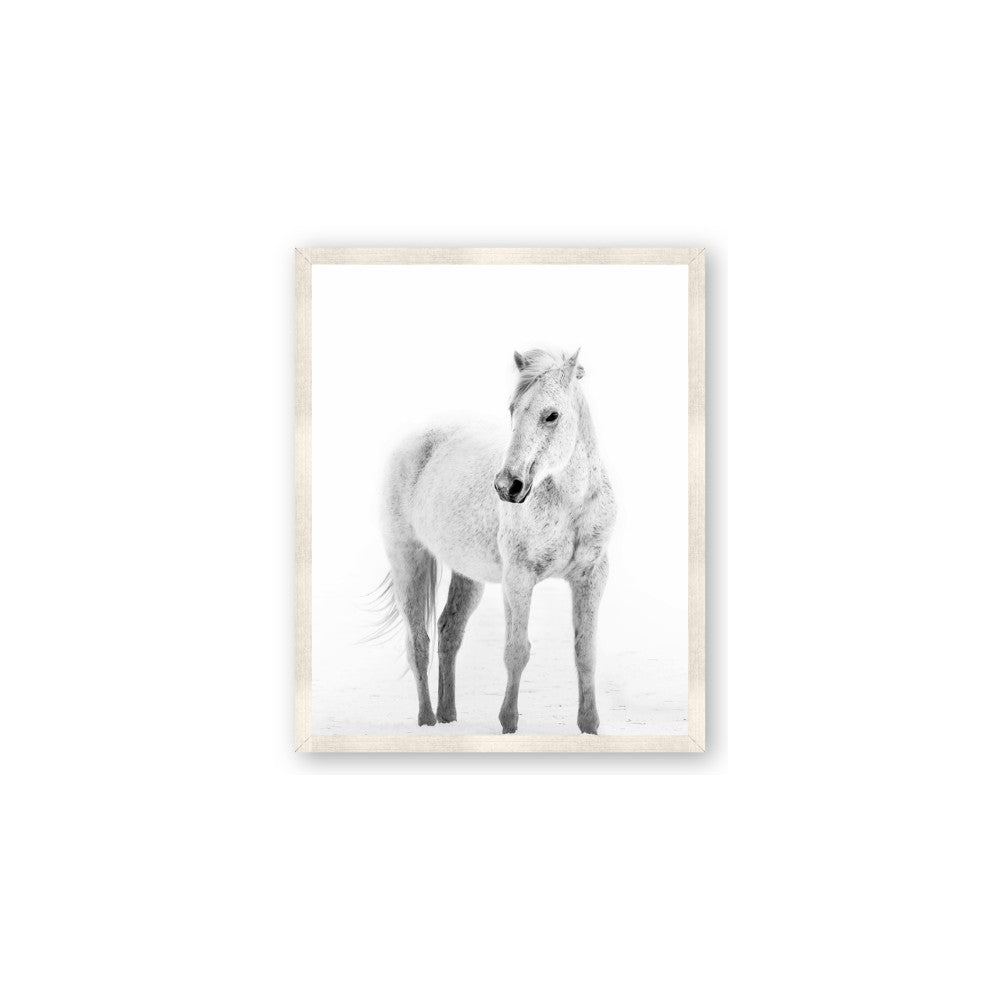 Solo White Horse