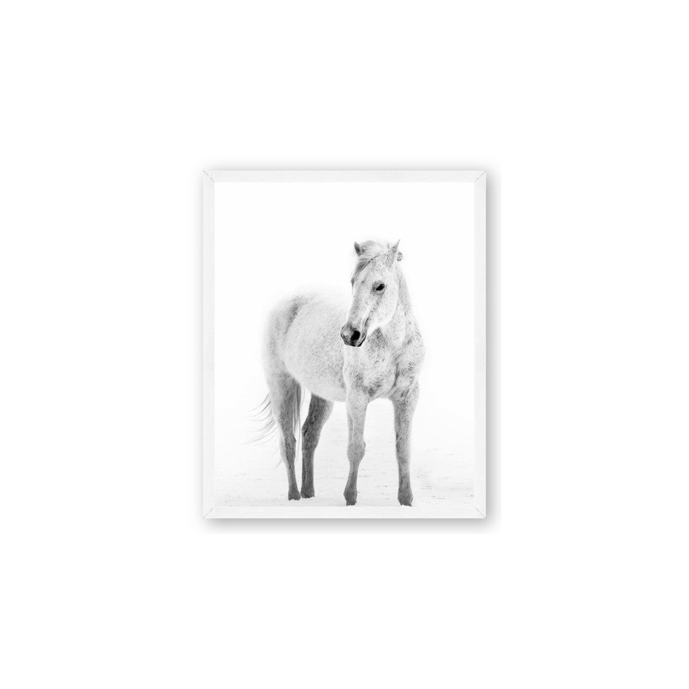 Solo White Horse