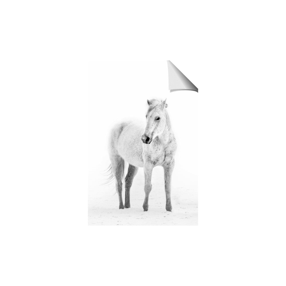 Solo White Horse