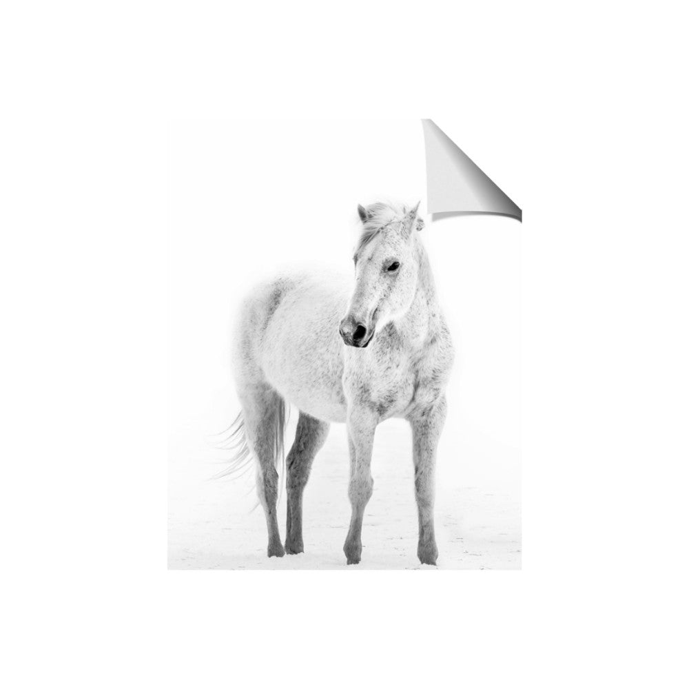 Solo White Horse