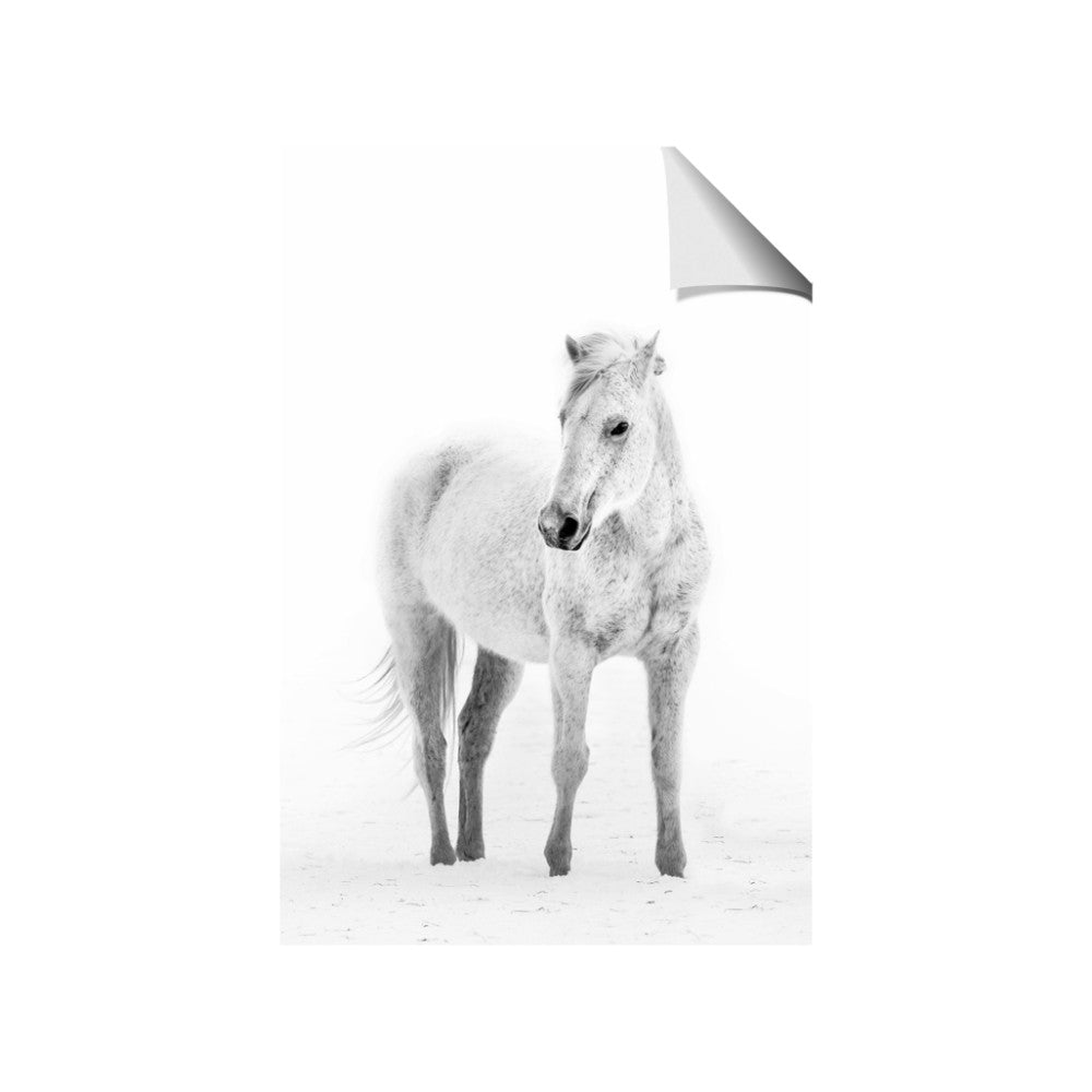 Solo White Horse