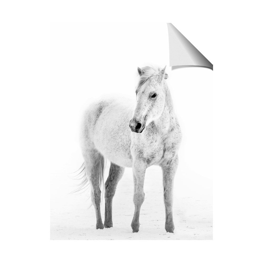 Solo White Horse