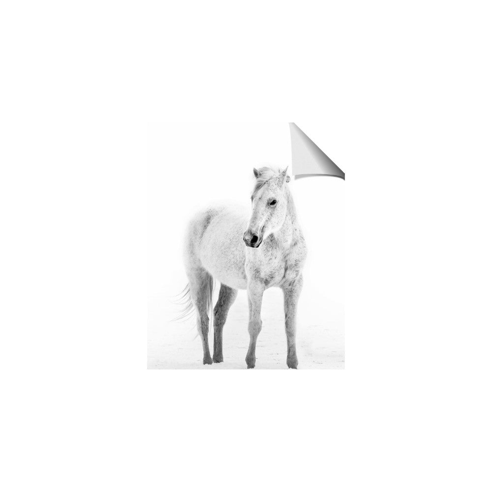 Solo White Horse