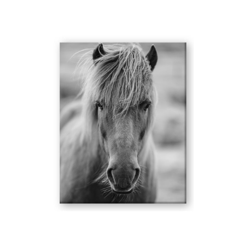 Icelandic Horse in Black and White