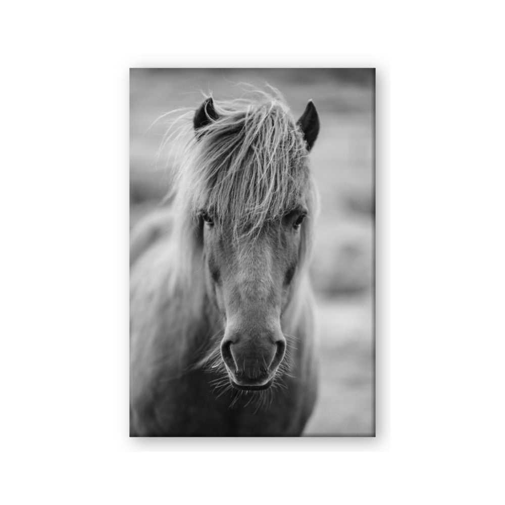 Icelandic Horse in Black and White