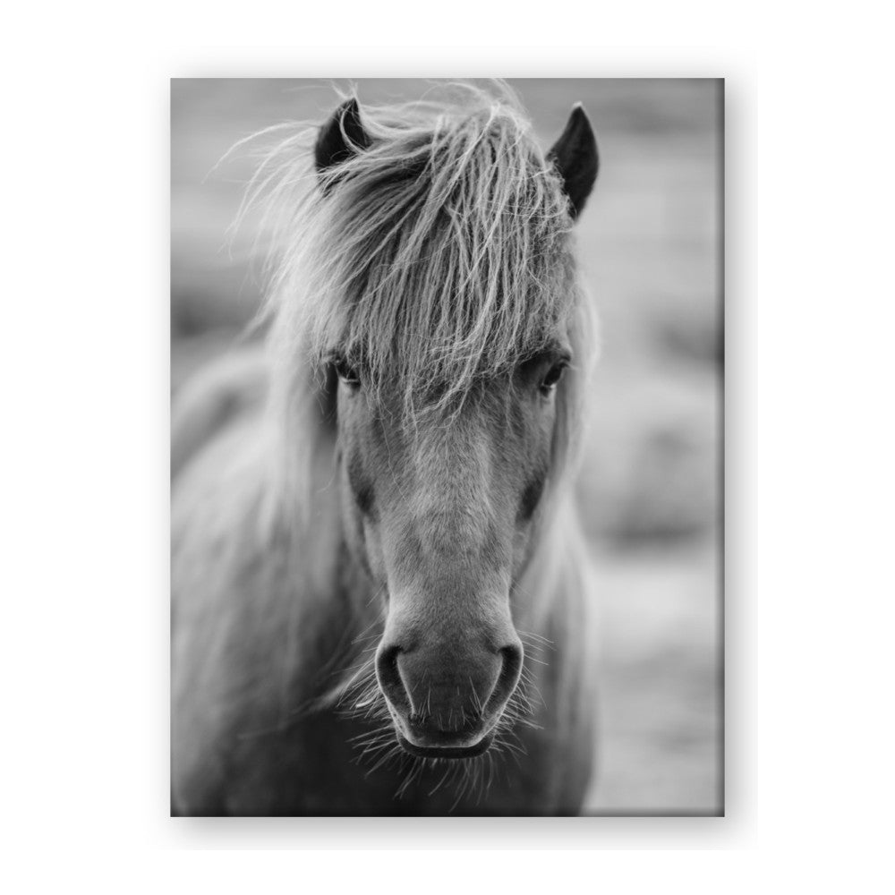 Icelandic Horse in Black and White
