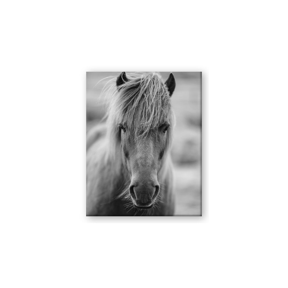 Icelandic Horse in Black and White