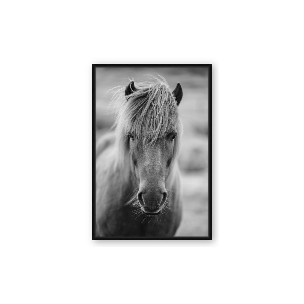 Icelandic Horse in Black and White