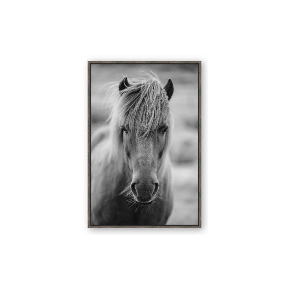 Icelandic Horse in Black and White