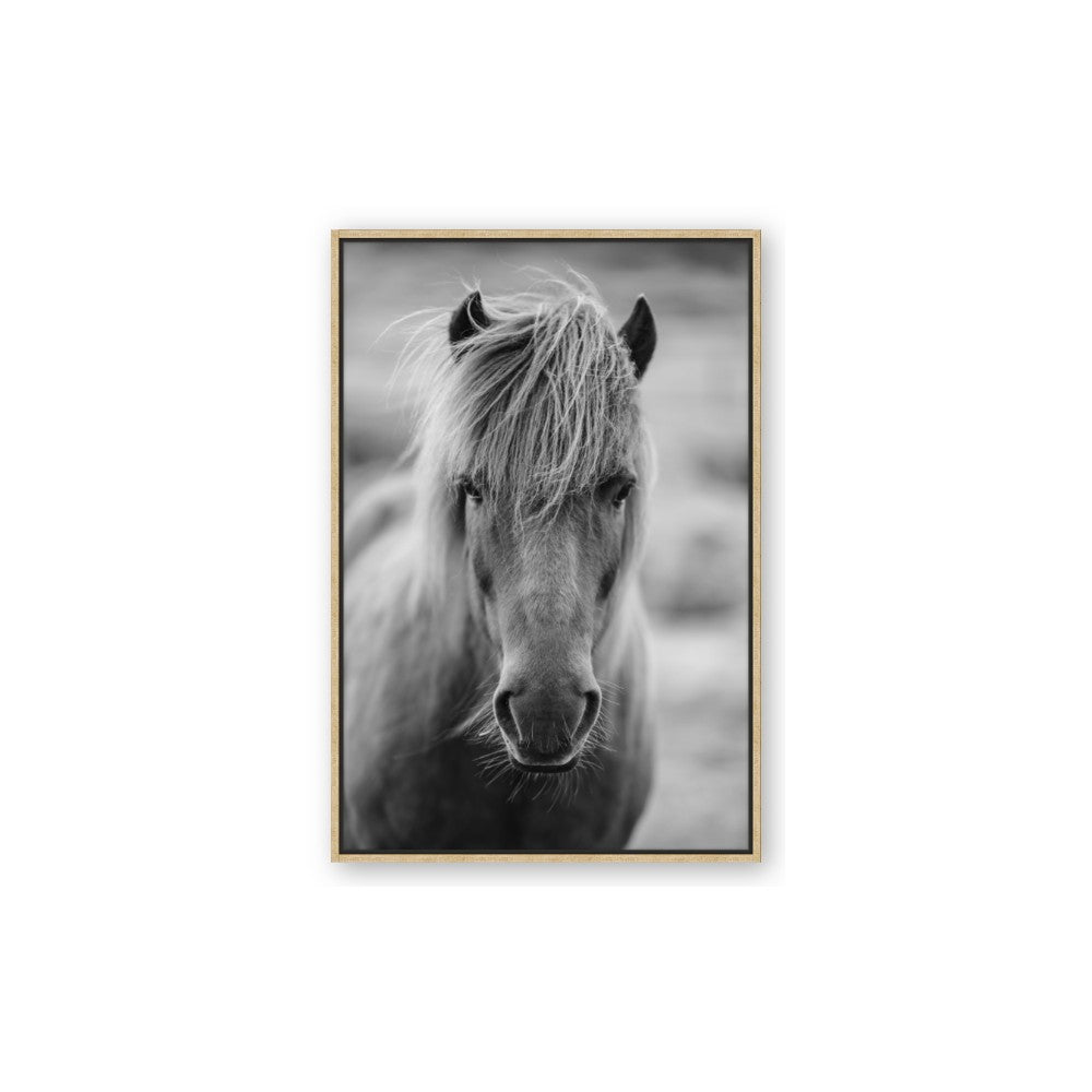 Icelandic Horse in Black and White