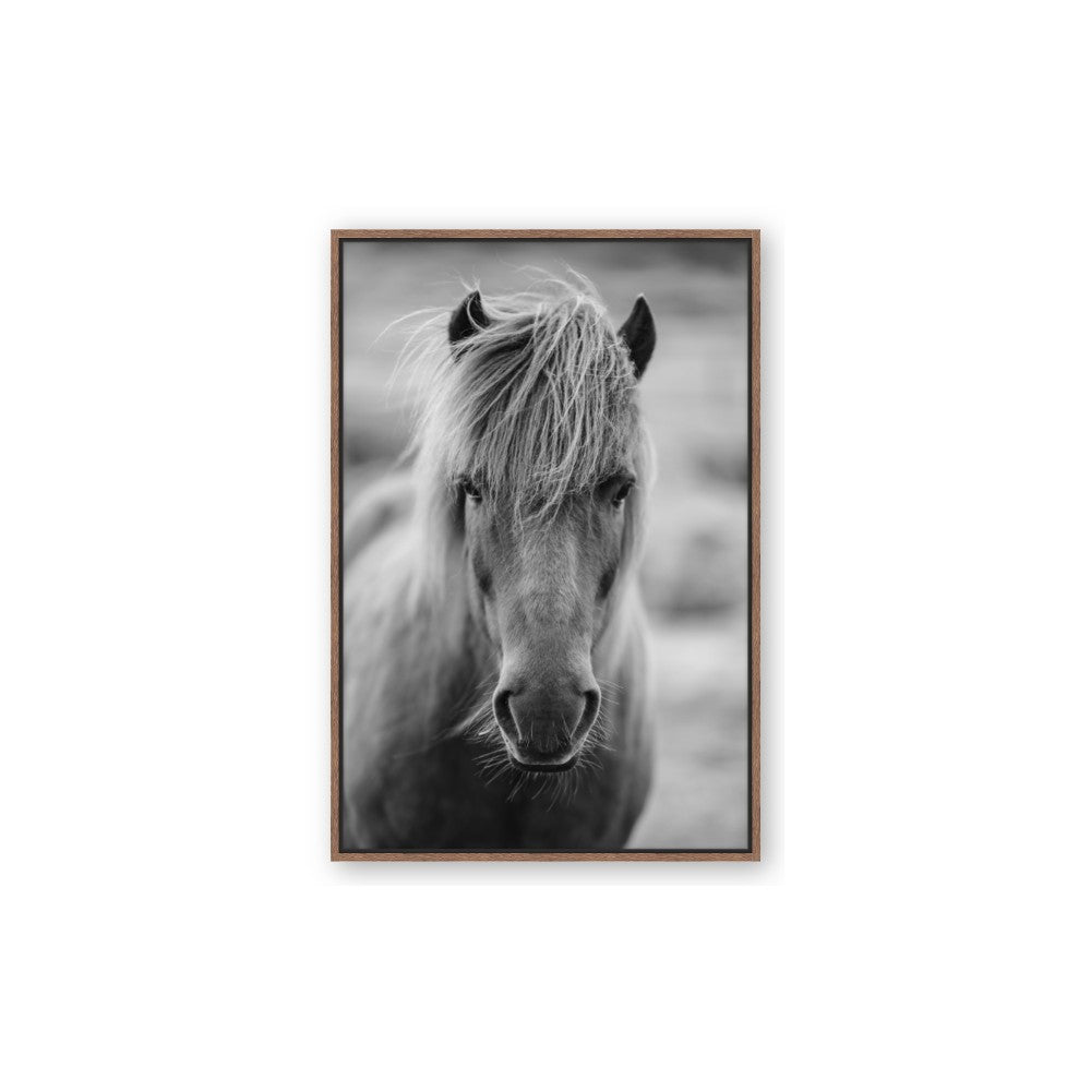 Icelandic Horse in Black and White