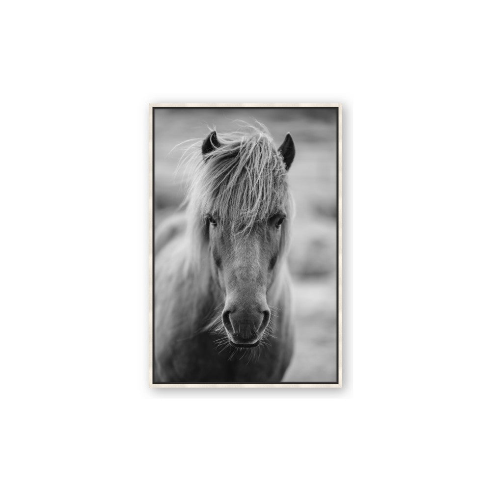 Icelandic Horse in Black and White