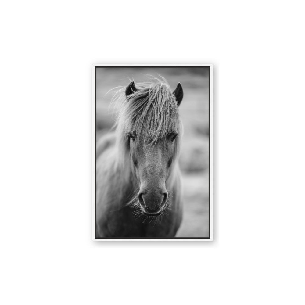Icelandic Horse in Black and White