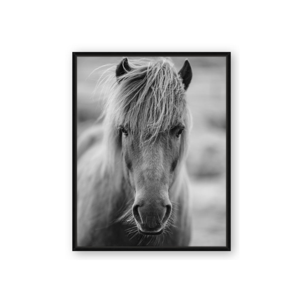 Icelandic Horse in Black and White